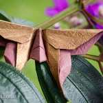 Kawasaki  Swallowtail Butterfly